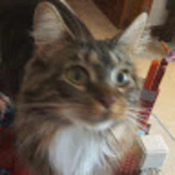 Meet your Posher, Kelly - Picture 1 of 1